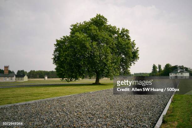solitude at sachsenhausen - allen sw huang stock pictures, royalty-free photos & images