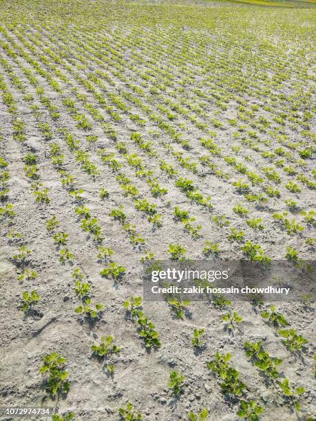 cropland - agriculture in bangladesh stock-fotos und bilder