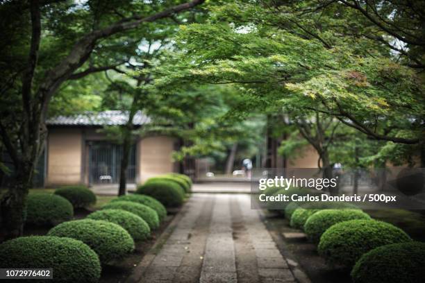 beauty of japan - boxwood foto e immagini stock