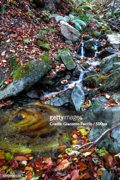 ruscello autunnale - autumn stream - ruscello stock pictures, royalty-free photos & images