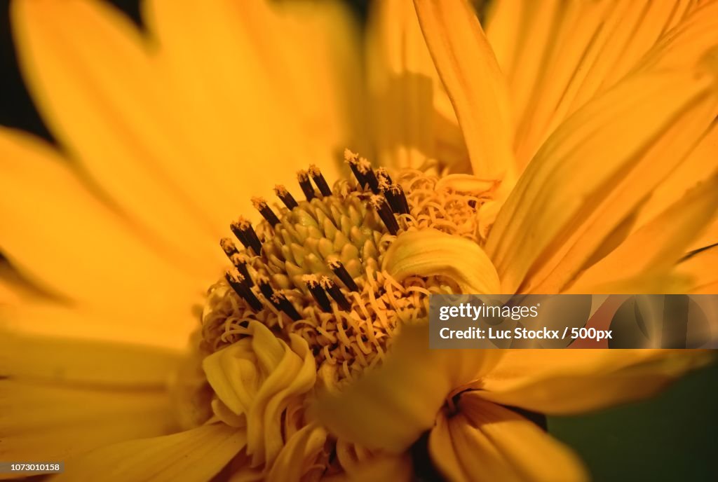 Heliopsis