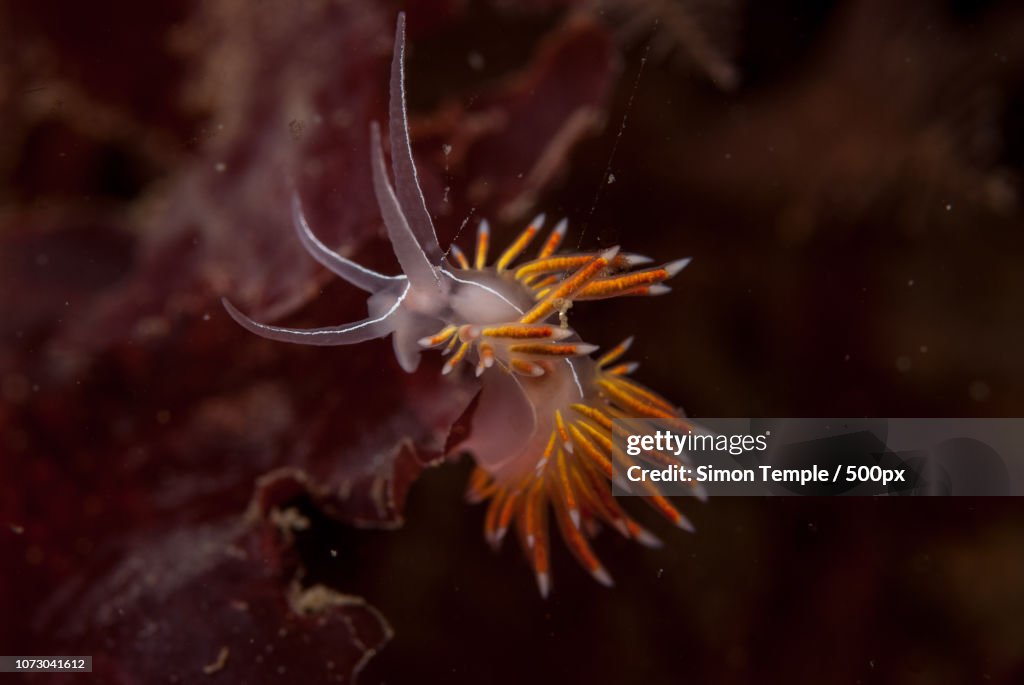 Coryphella on the move