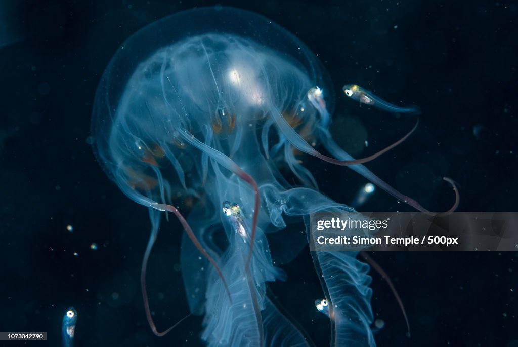 Compass jelly in the dark