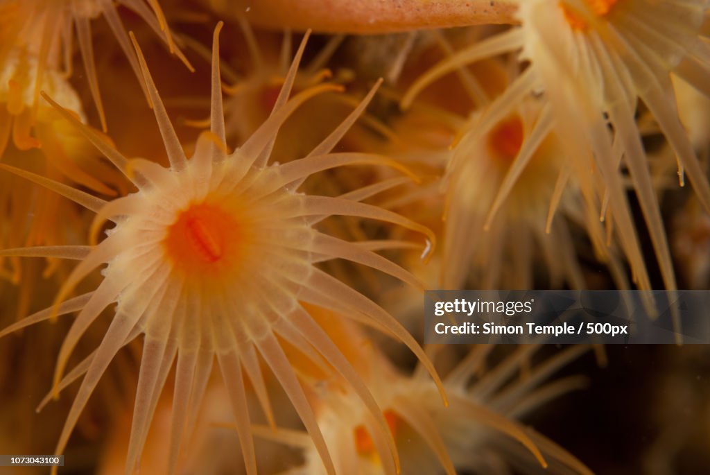 Cluster explosion