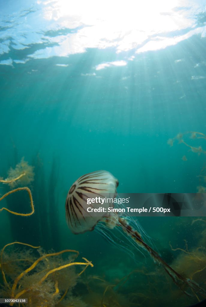 Sun rays around a compass jelly