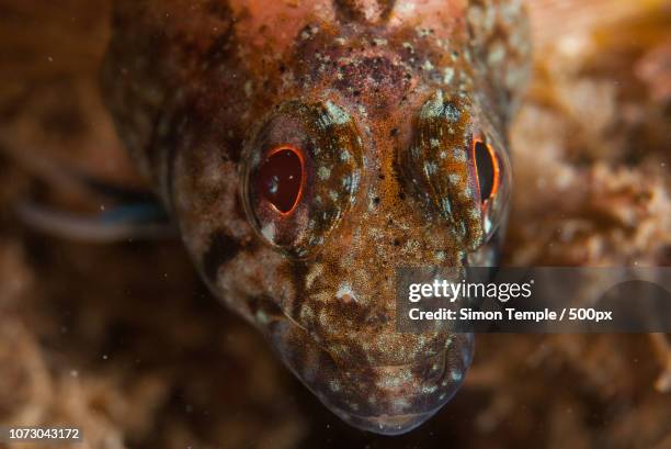 black faced blenny guarding eggs - black blenny stock pictures, royalty-free photos & images
