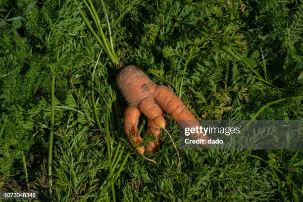 funny shaped freshly picked carrot - 醜さ ストックフォトと画像