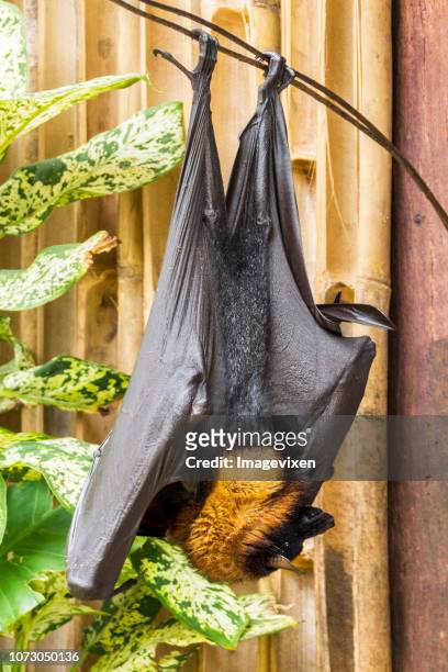 A giant golden-crowned flying fox bat hanging upside down, Indonesia