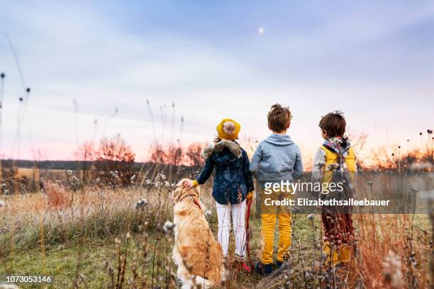 three children in a field at sunset with their golden retriever dog, united states - fashion kids stock-fotos und bilder