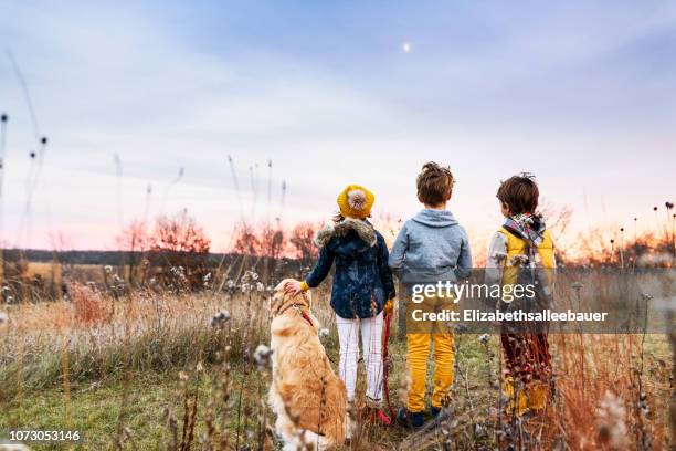 three children in a field at sunset with their golden retriever dog, united states - one in three people stock pictures, royalty-free photos & images