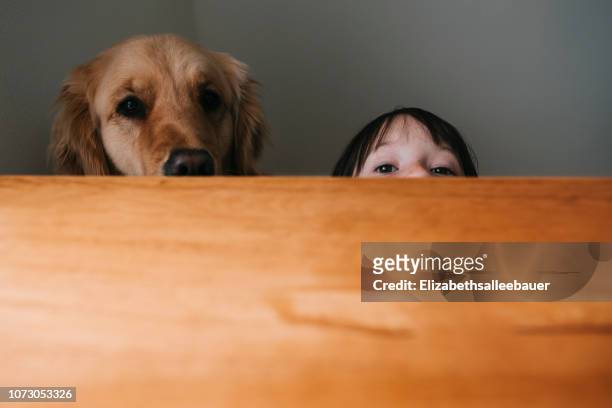 girl hiding behind a table with her dog - spähen stock-fotos und bilder