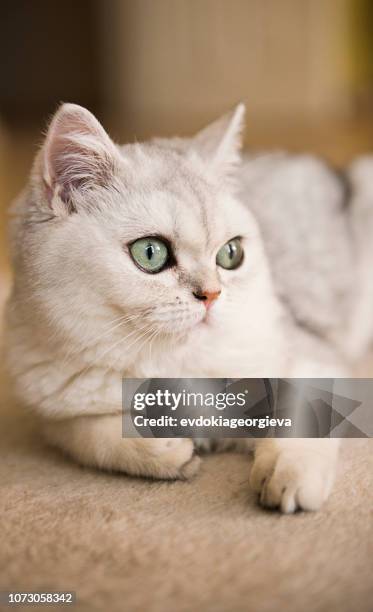 close-up of a white cat lying on a carpet - chinchilla stockfoto's en -beelden