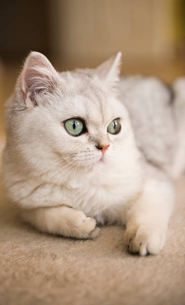 Close-up of a white cat lying on a carpet