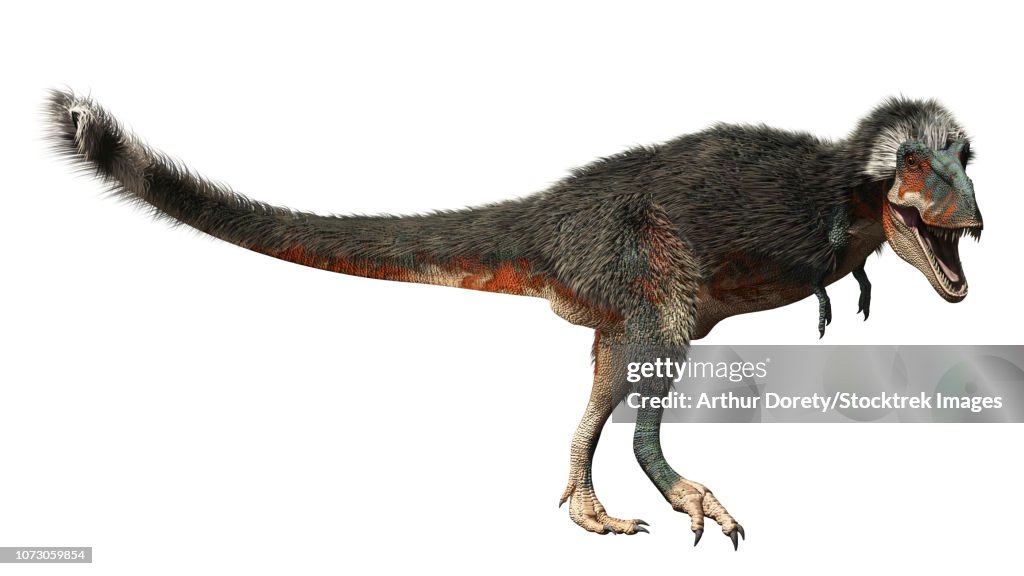 Daspletosaurus dinosaur on white background.