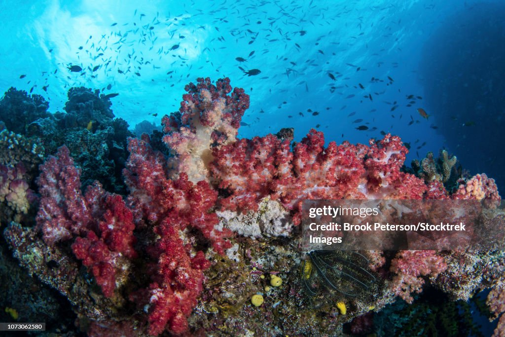 Colorful soft coral and schooling fish, Kadavu Island, Fiji.