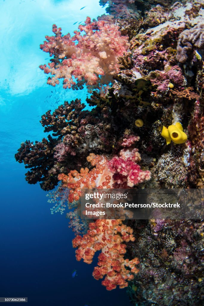 Colorful soft coral hangs from a wall in Kadavu Island, Fiji.