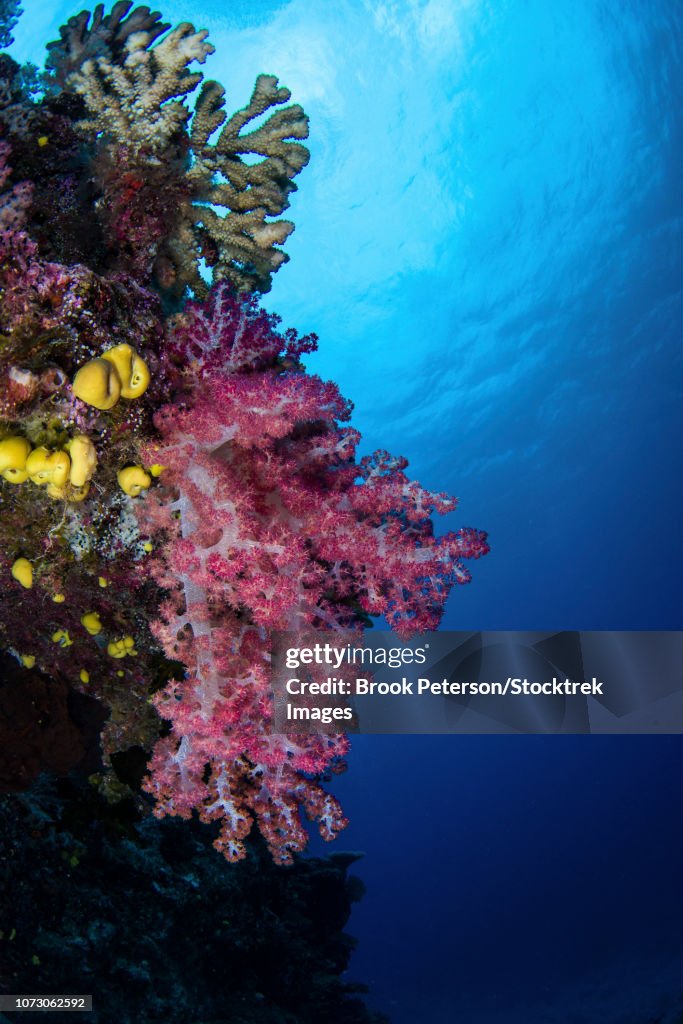 Soft coral on a wall in Kadavu Island, Fiji.