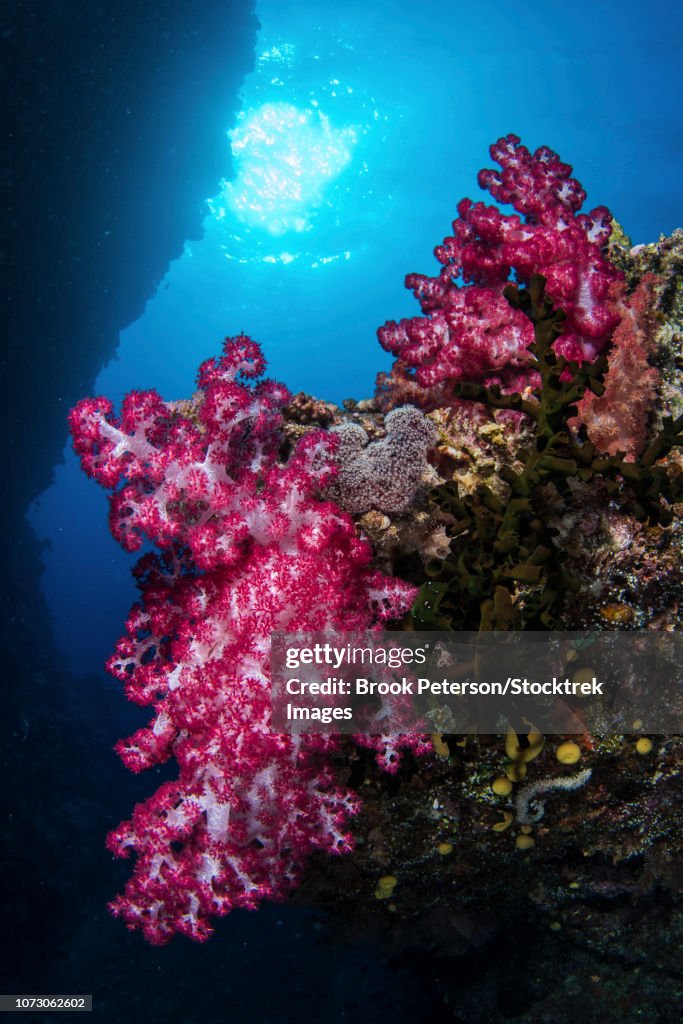 Soft coral on a wall in Kadavu Island, Fiji.