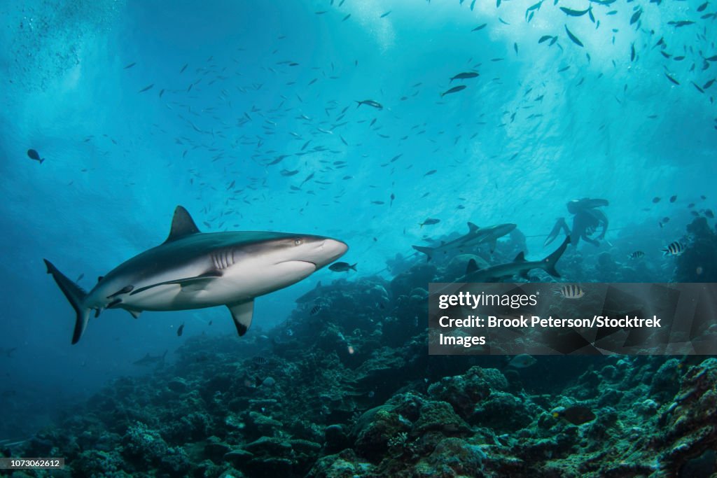 A gray reef shark patrols the reef, Kadavu Island, Fiji.