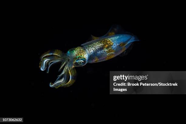 a reef squid hovers in mid-water, anilao, philippines. - lula frita imagens e fotografias de stock