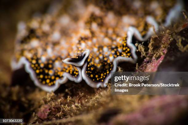 Polyclads Color 15 Polyclad Stock Photos, High-Res Pictures, and Images - Getty Images