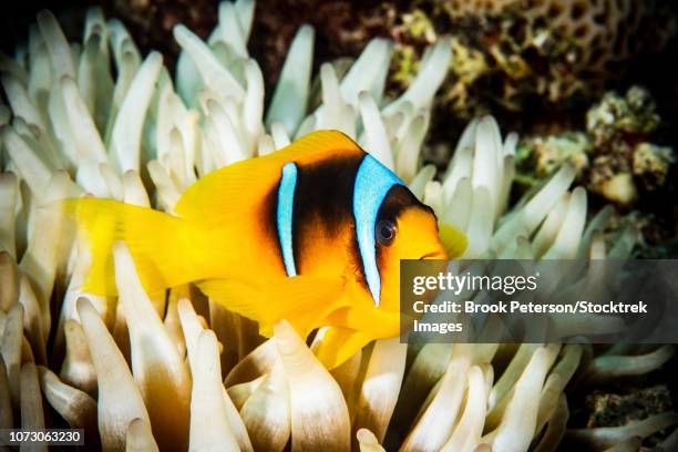 Fish Brooding 42 Mouth Brooding Fish Stock Photos, High-Res Pictures, and Images ...