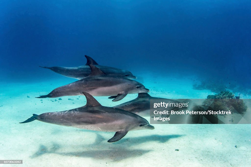 A pod of four dolphins swim playfully in the Red Sea.