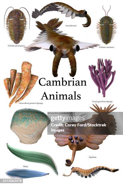 poster of prehistoric animals during the cambrian period. - deinonychus stock illustrations