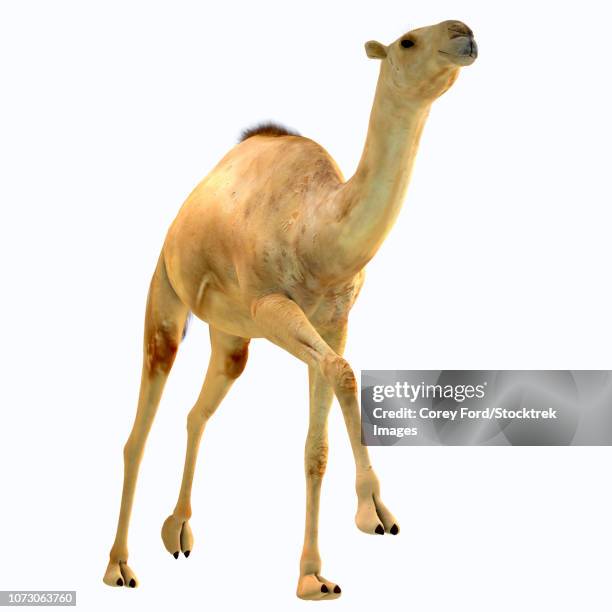 camelops hesternus, front view. - camel white background stock illustrations