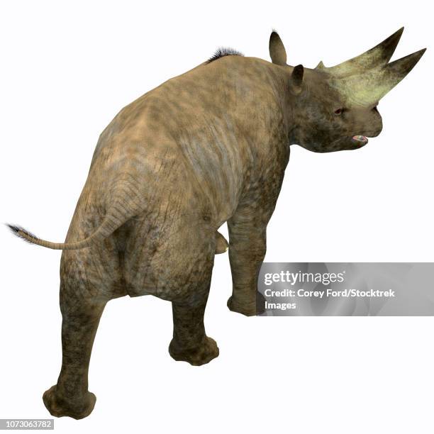 Arsinoitherium Mammal Rear View High-Res Vector Graphic