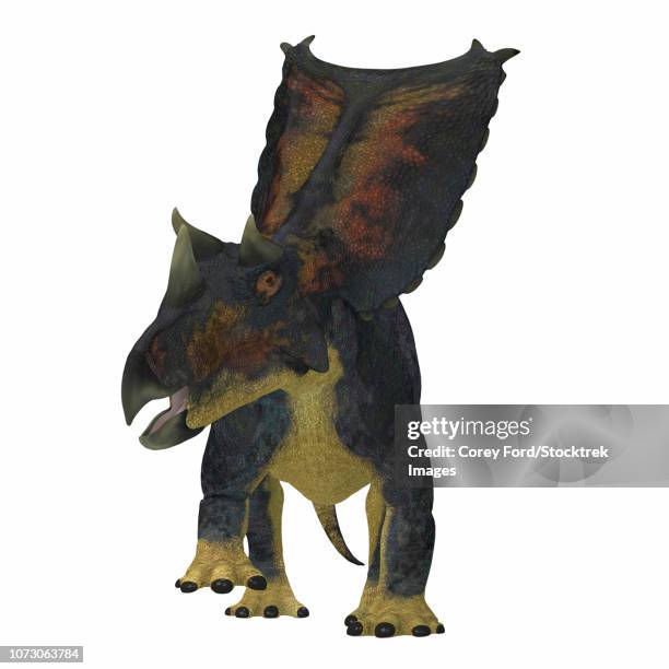 chasmosaurus dinosaur, front view. - alberta stock illustrations