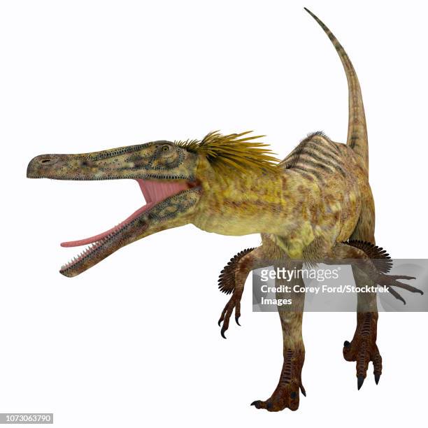 ilustraciones, imágenes clip art, dibujos animados e iconos de stock de austroraptor dinosaur, front view. - velociraptor