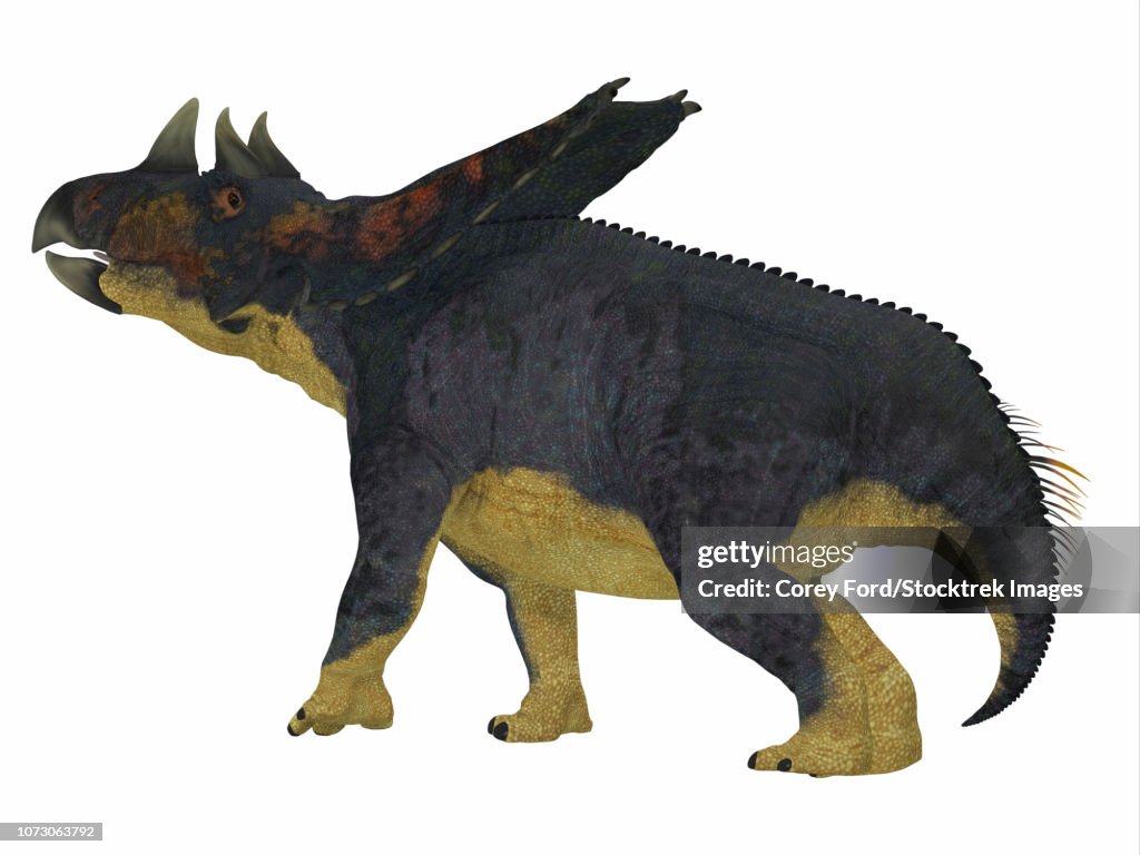 Chasmosarus Chasmosaurus Dinosaur On White Background High-Res Vector Graphic ...