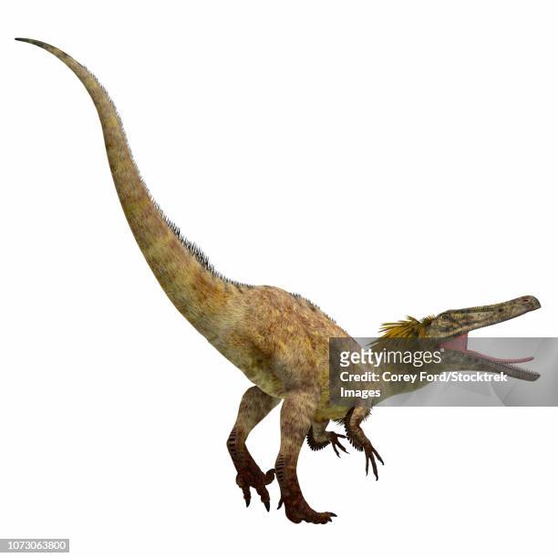austroraptor dinosaur on white background. - therizinosaurus stock illustrations
