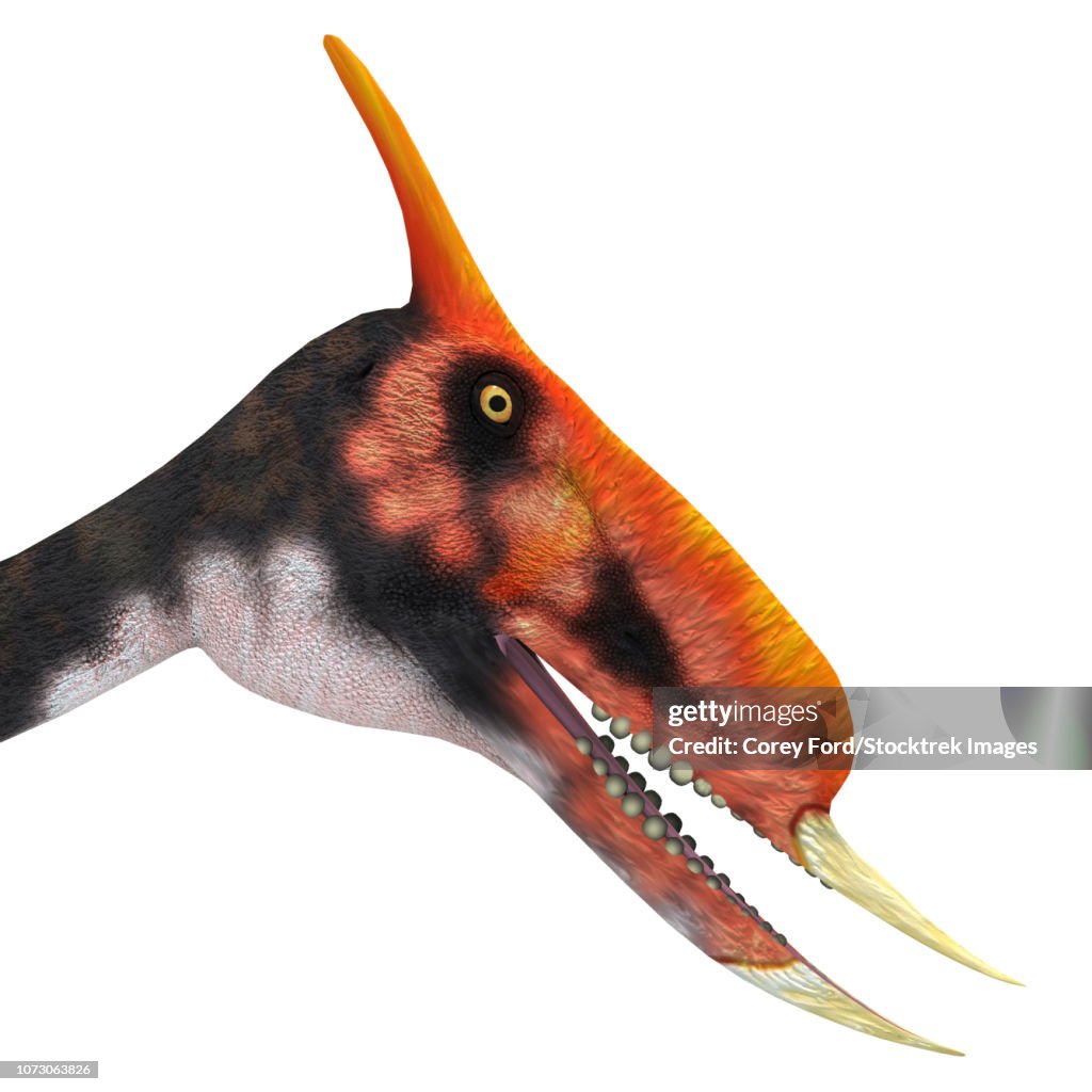Dsungaripterus portrait.
