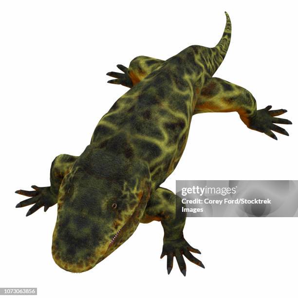 ilustrações de stock, clip art, desenhos animados e ícones de eryops on white background. - eryops