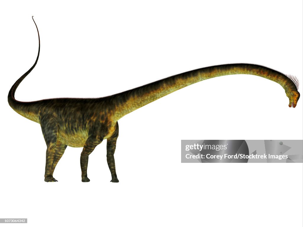 Barosaurus dinosaur, side profile.