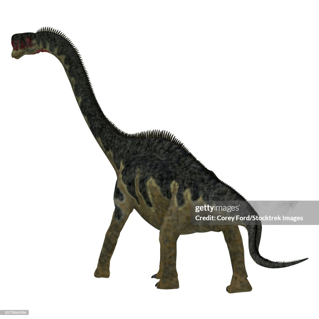 Europasaurus dinosaur, rear view.