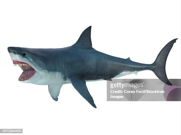 illustrazioni stock, clip art, cartoni animati e icone di tendenza di megalodon shark, side profile. - megalodon