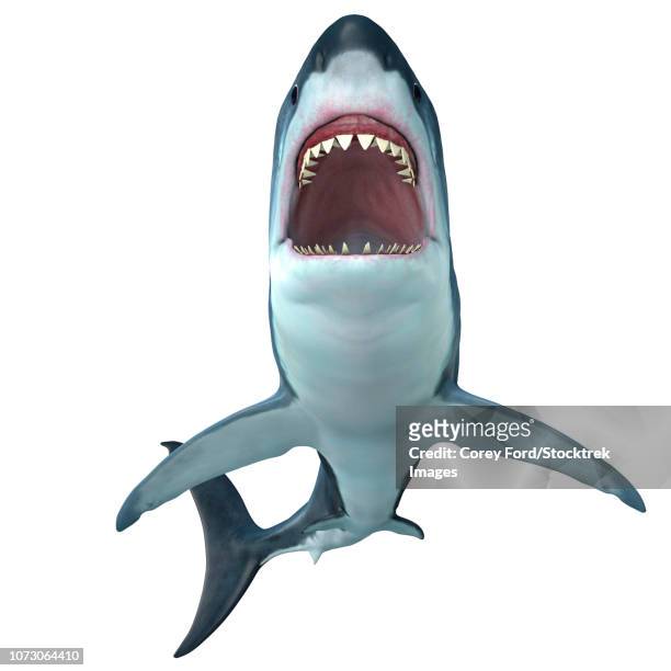 illustrazioni stock, clip art, cartoni animati e icone di tendenza di megalodon shark, front profile. - megalodon