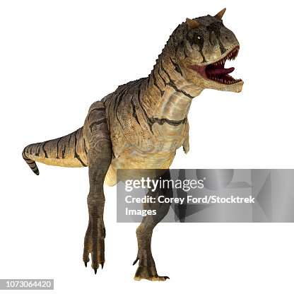 Carnotaurus dinosaur, front view. Carnotaurus dinosaur, front view.