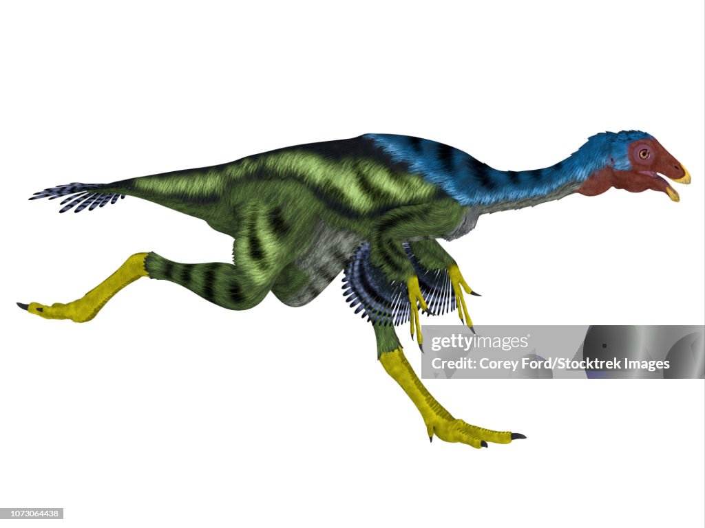 Caudipteryx dinosaur running.