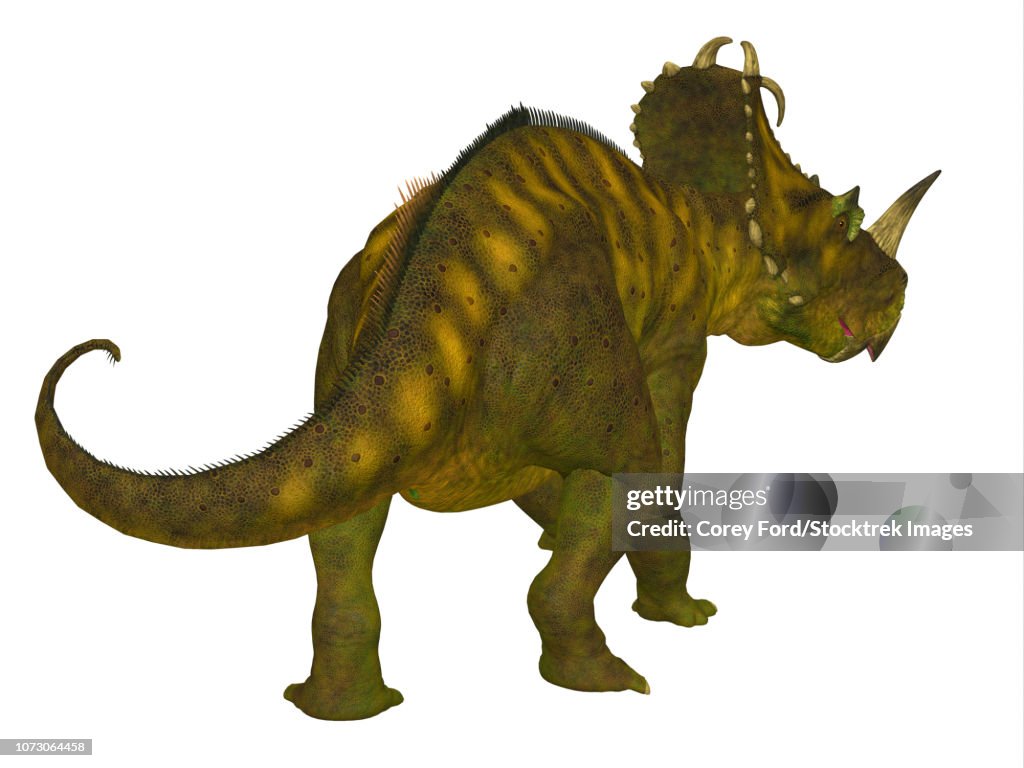 Centrosaurus dinosaur, rear view.