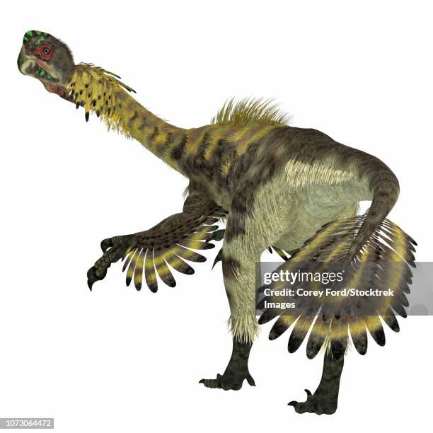stockillustraties, clipart, cartoons en iconen met citipati dinosaur, rear view. - velociraptor