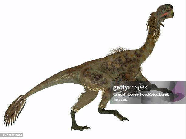 ilustrações, clipart, desenhos animados e ícones de citipati female dinosaur, side profile. - velociraptor