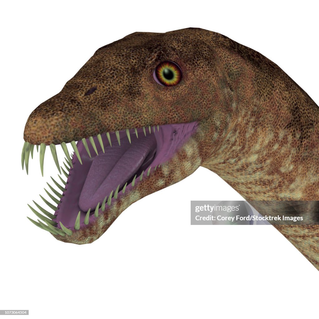 Tanystropheus dinosaur head.
