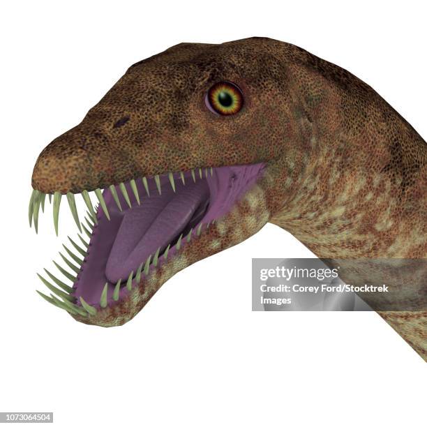 tanystropheus dinosaur head. - tanystropheus stock illustrations