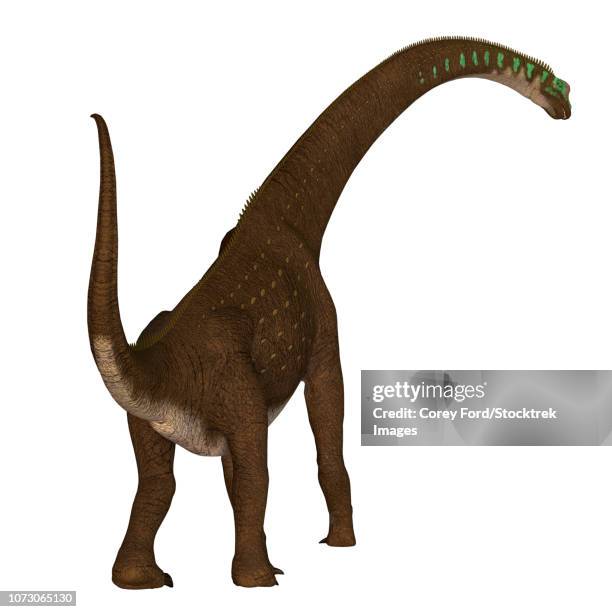 giraffatitan dinosaur, rear view. - echolocation stock illustrations