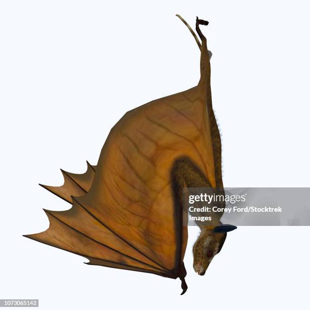 icaronycteris bat hanging upside down. - echolocation stock illustrations