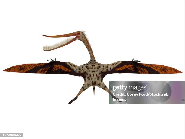 pterodaustro pterosaur with wings spread. - pterodaustro stock illustrations